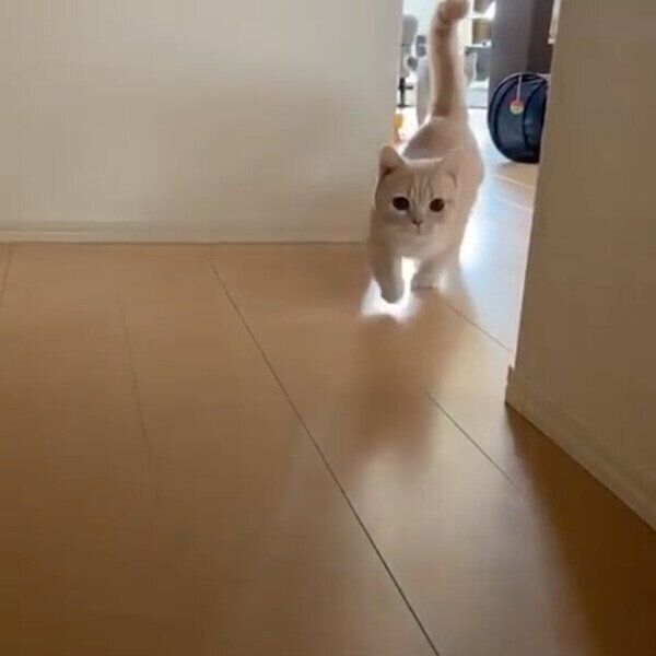 飼い主さんをお出迎えするむぎちゃんとあおちゃん