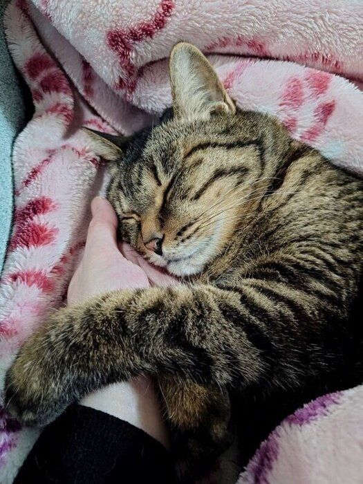 飼い主さんの手が大好きなマリアちゃん