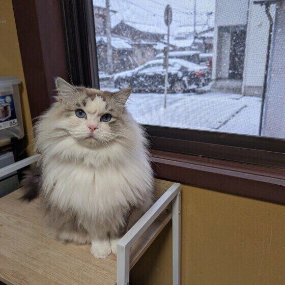 ラグドールのミーくん