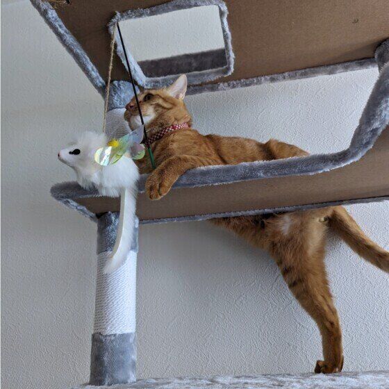 後ろ足が落ちる茶トラ猫