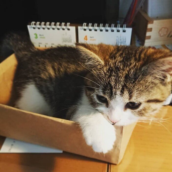ぱくちくん