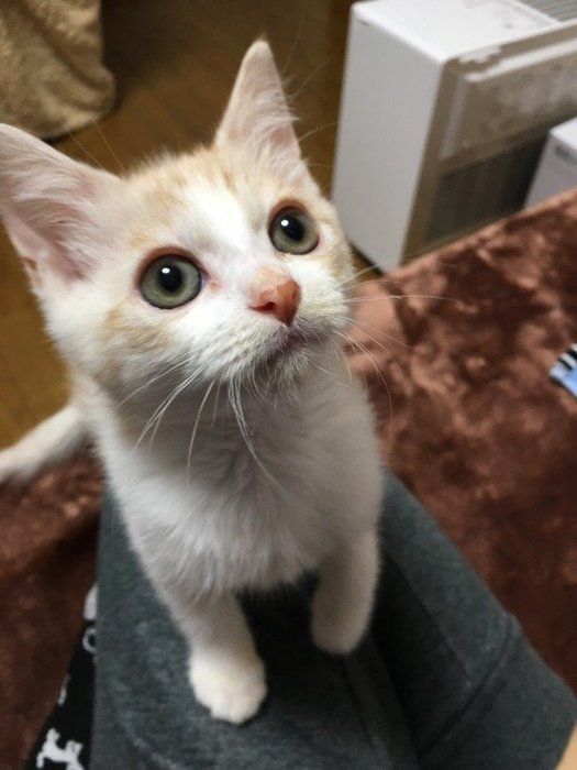 じゃらし、ちょうだい