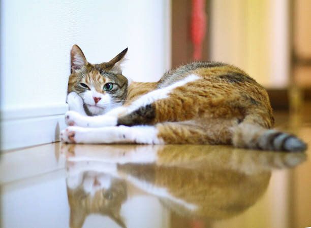 壁に顔をつける猫