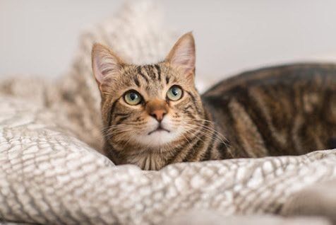 見上げる猫
