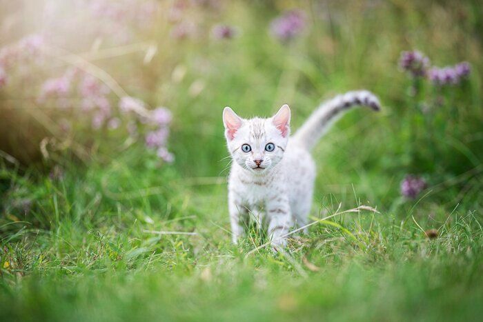 画像/iStock、Getty Images Plus