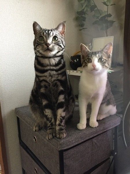 子猫のすずちゃんに優しいりきくん♪