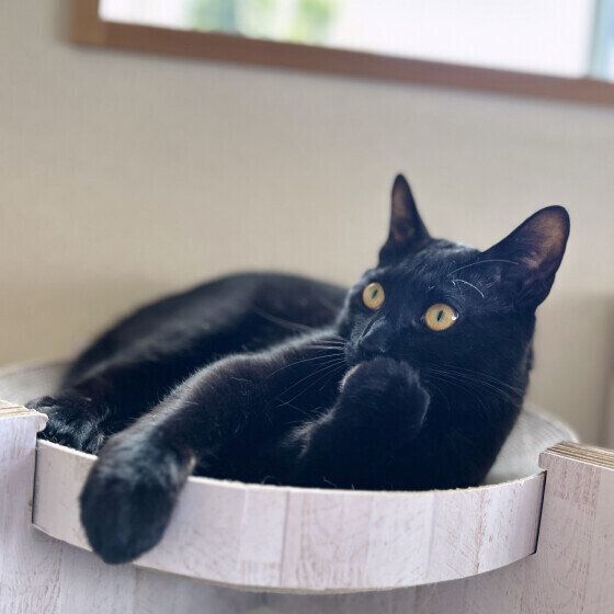 保護猫のジジくん