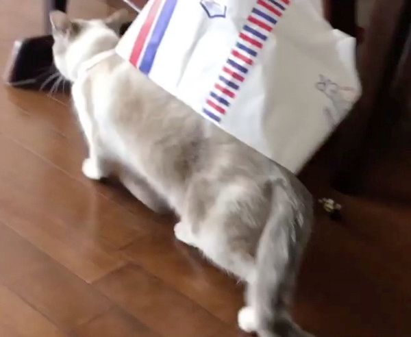 逃げる猫