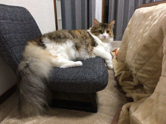 見つめるメインクーン
