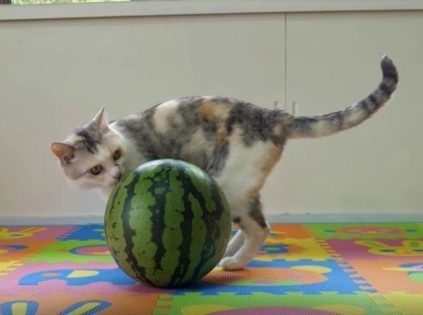 スイカ大好きニャンコ