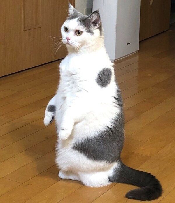 立ちポーズのちよちゃん