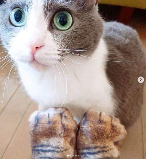 猫足ソックス