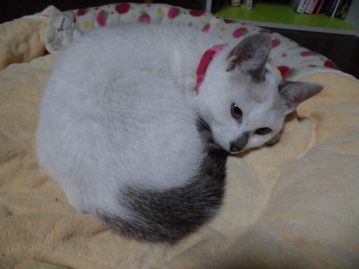 体を丸めている猫