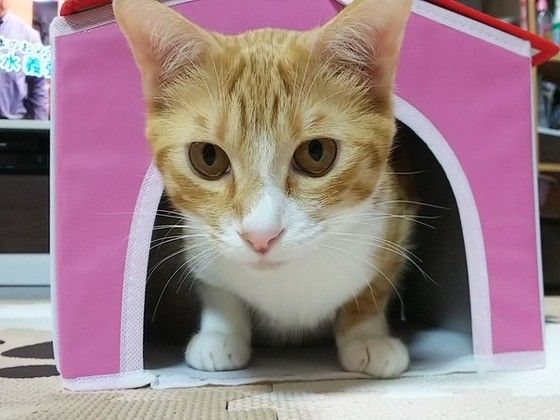 見つめる猫