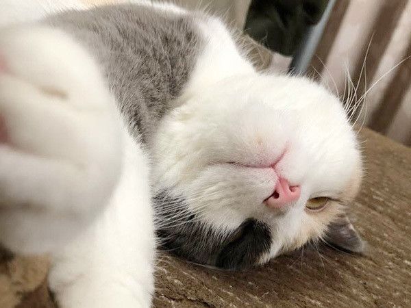 仰向けの猫