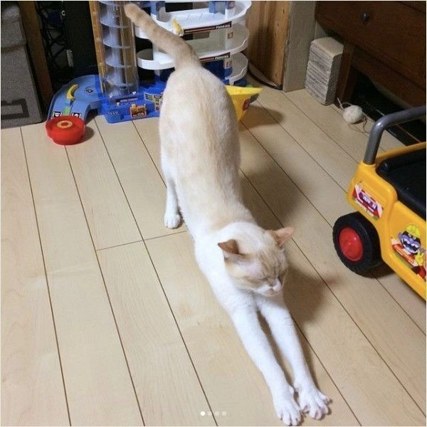 ヨガニャンコ