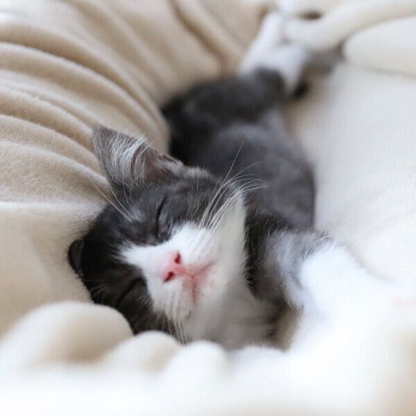 子猫時代のちくわぶちゃん