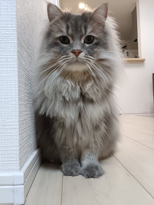 座っているサイベリアン