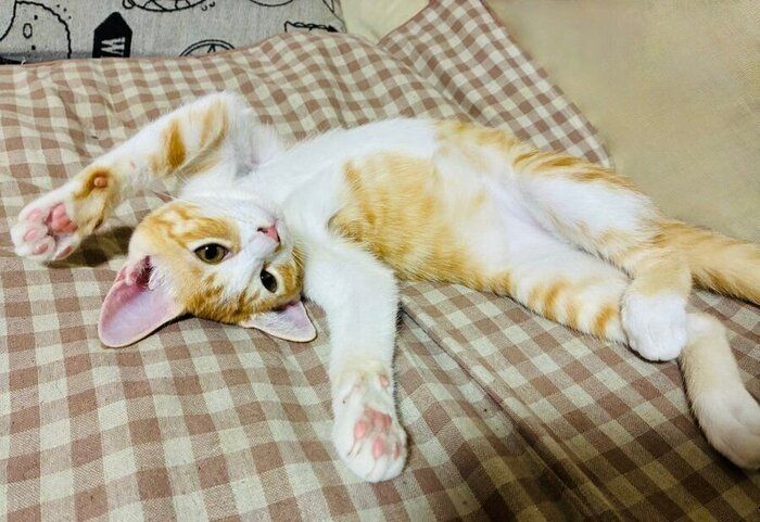 あおむけに寝転がるのんちゃん