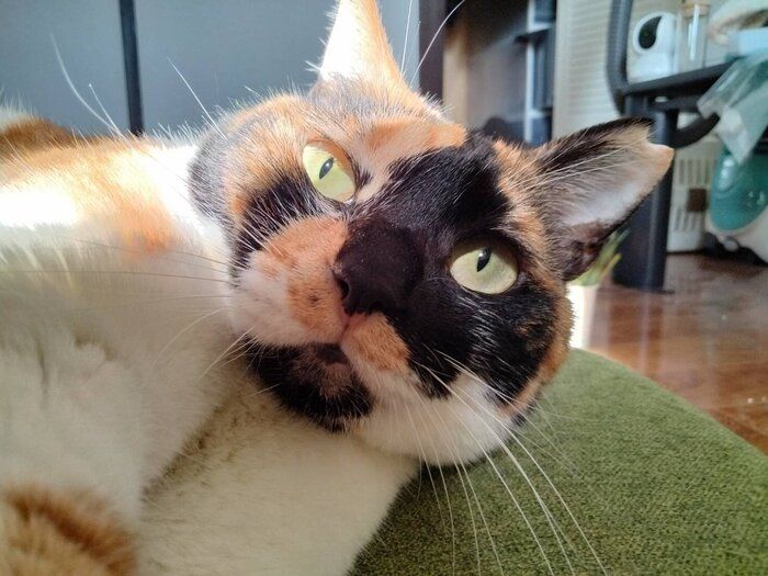くつろいでいる猫