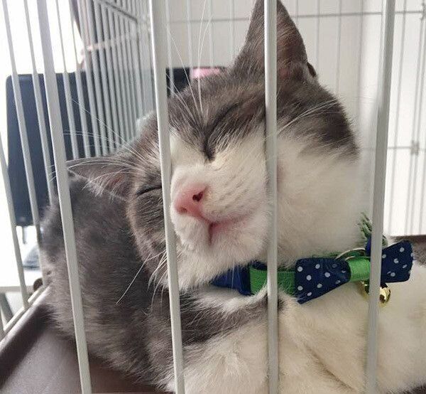 眠る猫