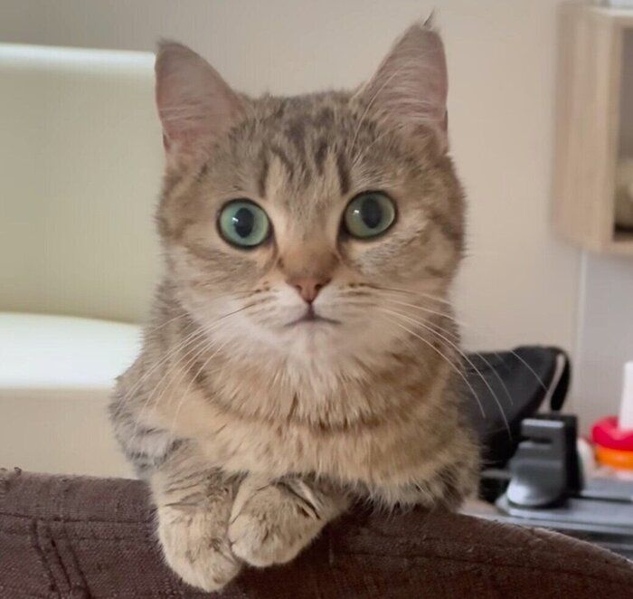 見つめるふうちゃん