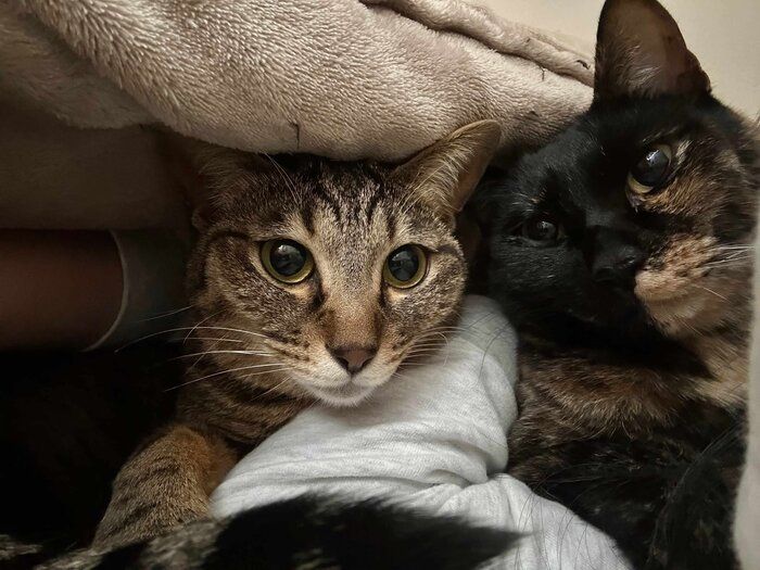 飼い主さんにくっつくシャオリーちゃん、ゴンちゃん