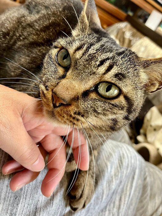 飼い主の手に顎を乗せるハジメくん