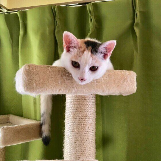 キャットタワーの上でくつろぐミケ猫