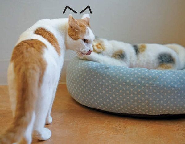 イカ耳になる猫