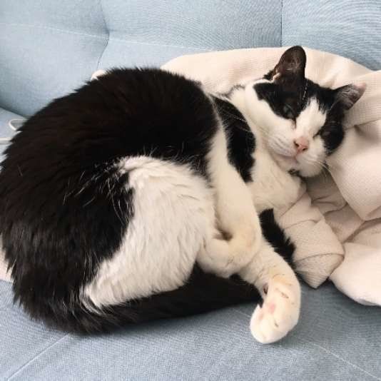 ソファの上の猫
