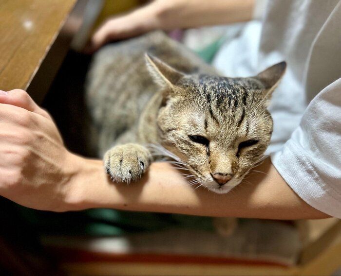 飼い主さんの膝に乗るとらまるくん