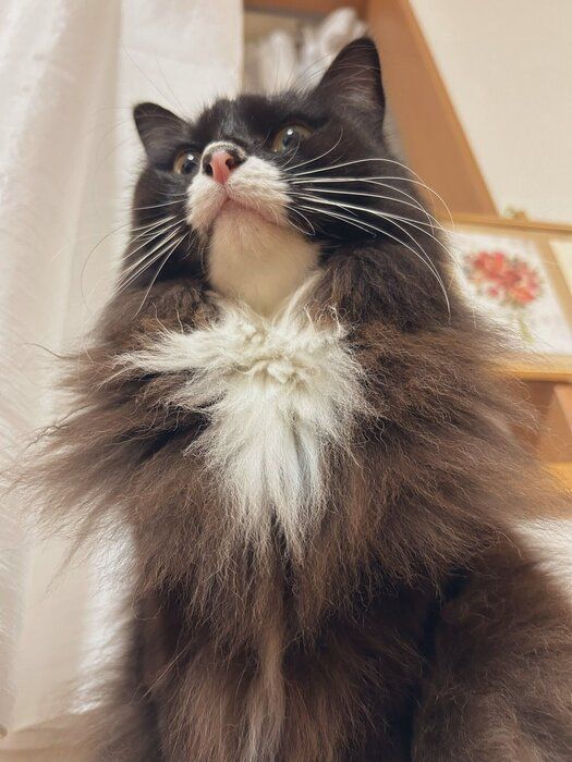 モフモフな猫