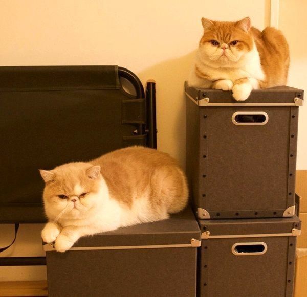 箱の上に乗るエキゾチックショートヘア