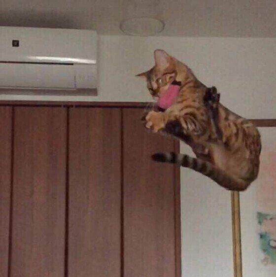 ワイルドにおもちゃをキャッチする猫(ベンガル、メス)
