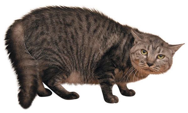 見つめる猫