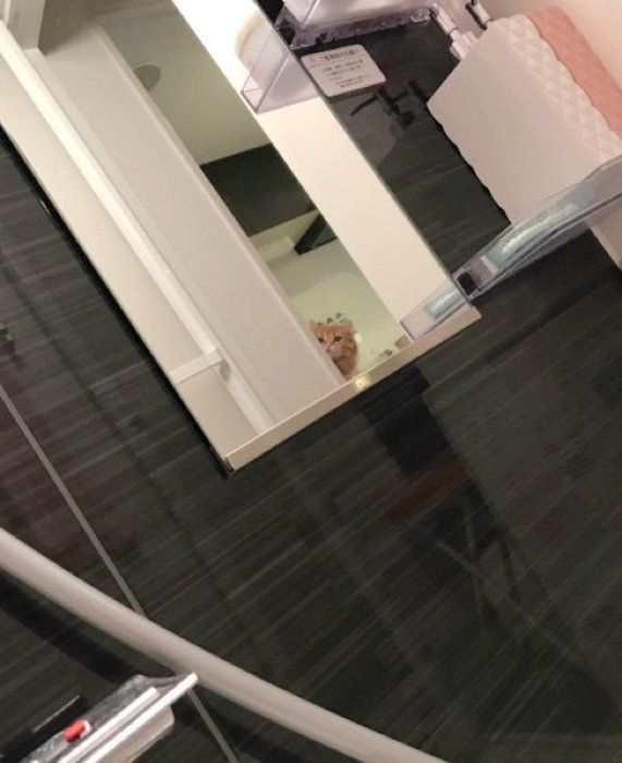 お風呂場を覗き込むちくわちゃん