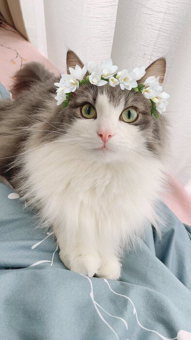 花飾りをつける直哉くん(ノルウェージャンフォレストキャット、オス)