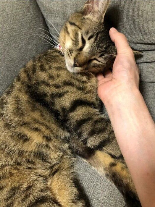 飼い主に撫でられている猫