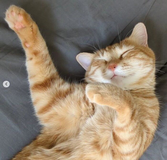  仰向けに寝る猫