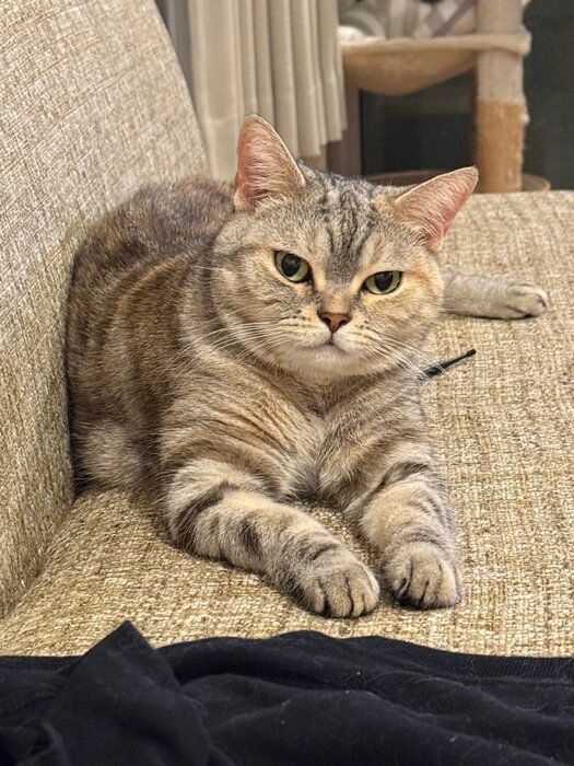 飼い主を見るアメリカンショートヘア