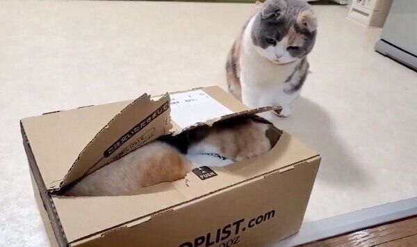 うなぎちゃんを見つめるぽんちょちゃん