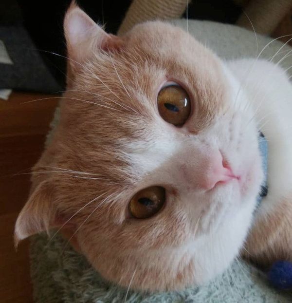 おじさんに見える猫