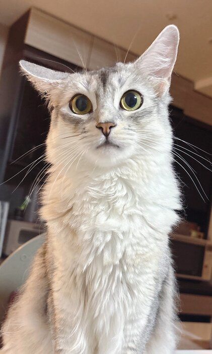 飼い主を見つめるソマリ