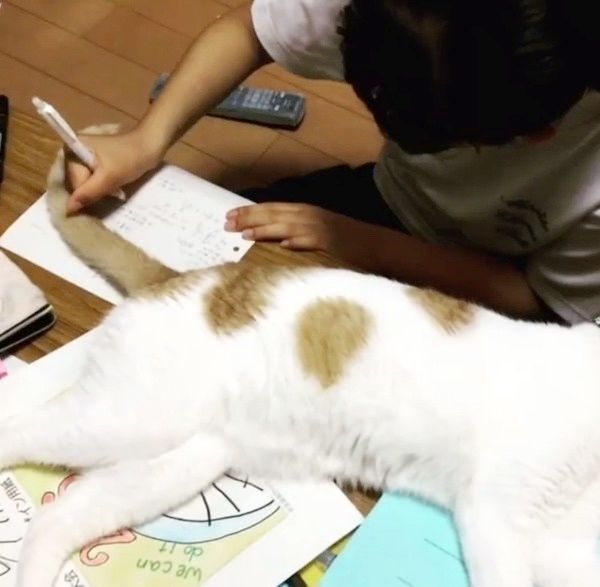 眠る猫