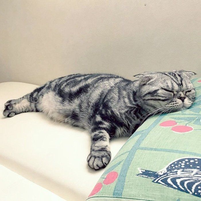 @tacos_cat