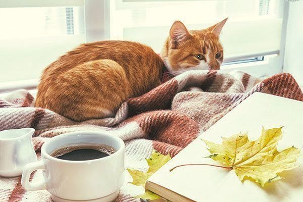 くつろぐ猫
