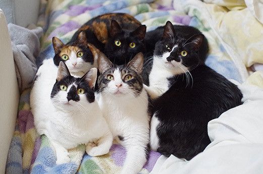 はじめまして!新連載「リュックと愉快な仲間たち。あ、あと響介」です
