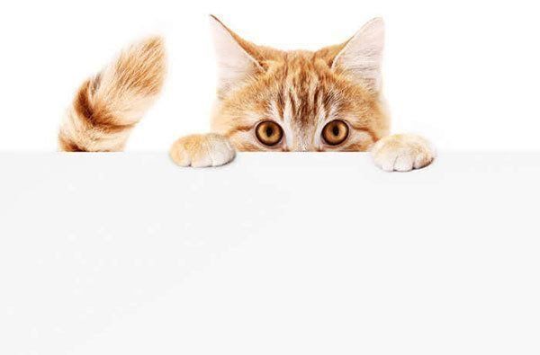 見つめる猫