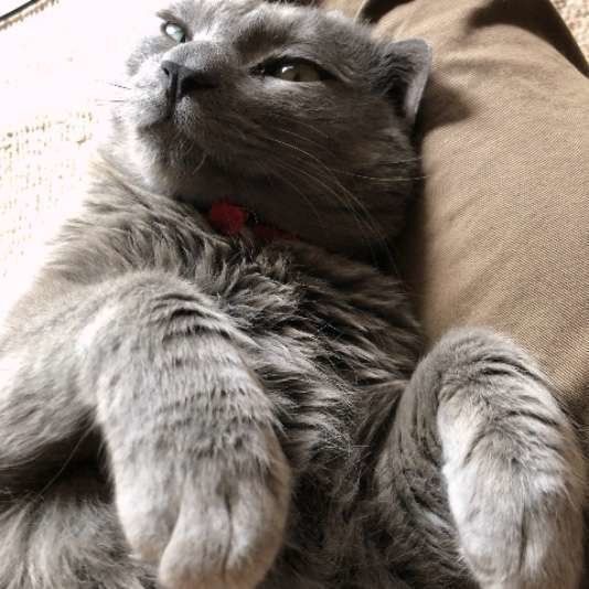 くつろぐ猫